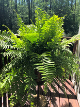 Load image into Gallery viewer, Macho Fern in 10” grower pot
