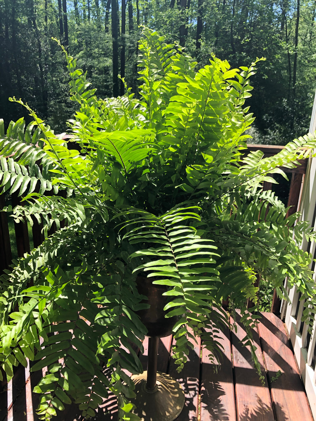 Macho Fern in 10” grower pot