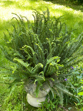 Load image into Gallery viewer, Kimberly Queen Fern in 10” grower pot
