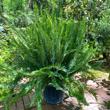 Load image into Gallery viewer, Kimberly Queen Fern in 10” grower pot
