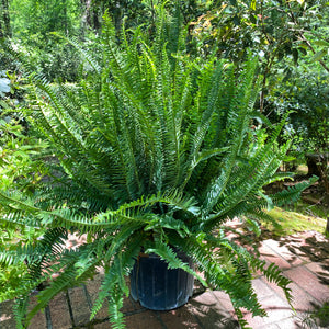 Kimberly Queen Fern in 10” grower pot