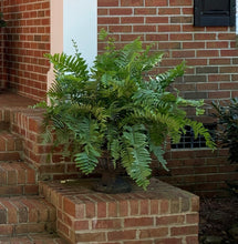 Load image into Gallery viewer, Macho Fern in 10” grower pot
