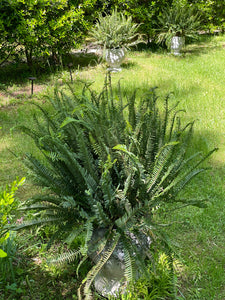 Kimberly Queen Fern in 10” grower pot